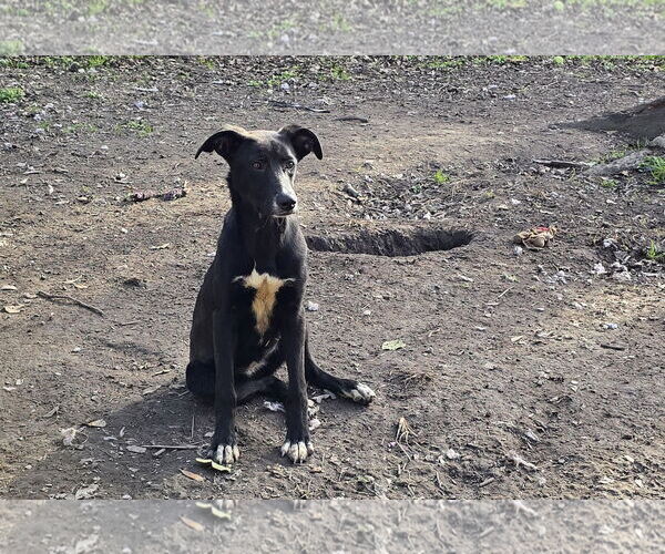 Medium Photo #2 Labrador Retriever-Unknown Mix Puppy For Sale in Oakhurst, NJ, USA