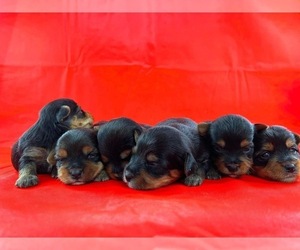 Yorkshire Terrier Puppy for sale in KNOXVILLE, TN, USA