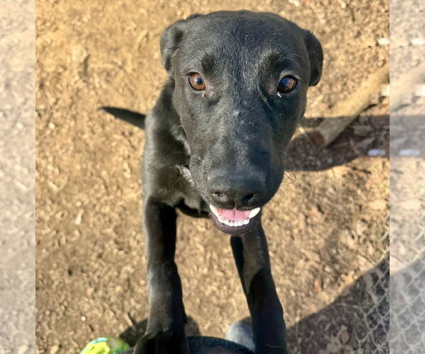 Medium Photo #1 Mutt Puppy For Sale in Sparta, TN, USA