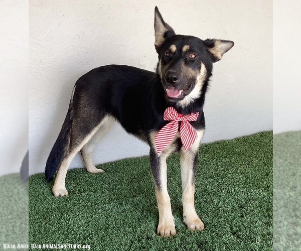 Medium Photo #3 German Shepherd Dog-Unknown Mix Puppy For Sale in San Diego, CA, USA