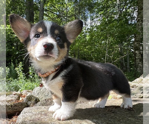 Medium Photo #14 Pembroke Welsh Corgi Puppy For Sale in PERKINSVILLE, VT, USA
