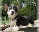 Small #13 Pembroke Welsh Corgi
