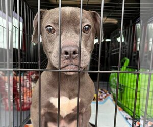 Ash - COMING SOON! - Male American Staffordshire Terrier-Unknown Mix Dog for Adoption - Photo #2