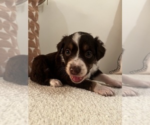 Medium Miniature Australian Shepherd