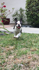 French Bulldog Puppy for sale in WESTLAKE VILLAGE, CA, USA