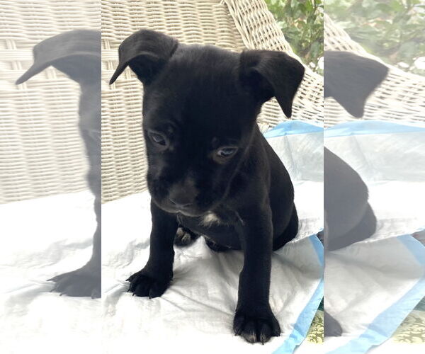 Medium Photo #8 Mutt Puppy For Sale in Holly Springs, NC, USA