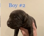 Small Photo #3 Labrador Retriever Puppy For Sale in ESCONDIDO, CA, USA