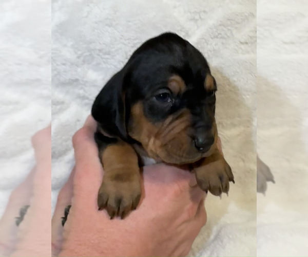 Medium Photo #36 Black and Tan Coonhound-Bluetick Coonhound Mix Puppy For Sale in OAK HILLS, CA, USA