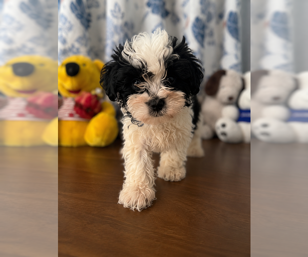 Medium Photo #30 Morkie Puppy For Sale in DURHAM, CT, USA