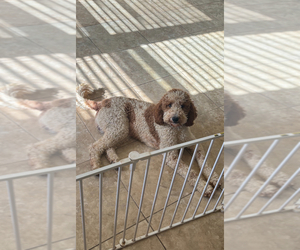 Poodle (Standard) Puppy for sale in VICTORVILLE, CA, USA