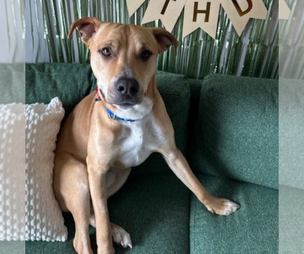 Medium Photo #10 Mutt Puppy For Sale in Fargo, ND, USA