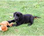Evangaline - Female Labrador Retriever Puppy for Sale - Small photo