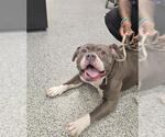Small American Bulldog Mix