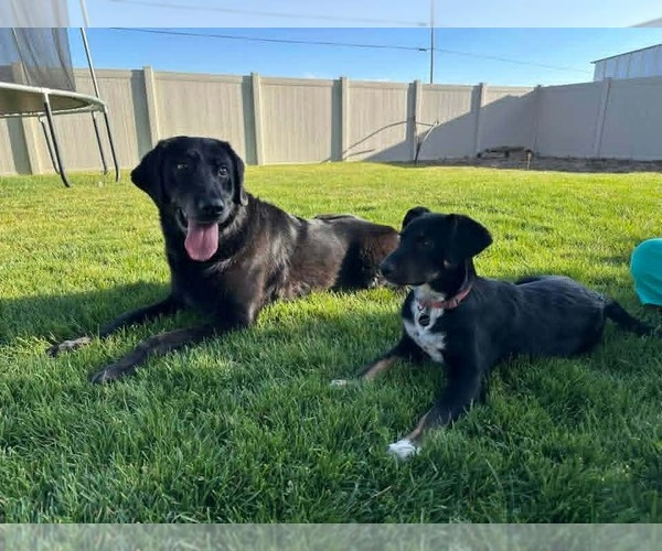 Medium Photo #4 Collie-Unknown Mix Puppy For Sale in Sandy, UT, USA
