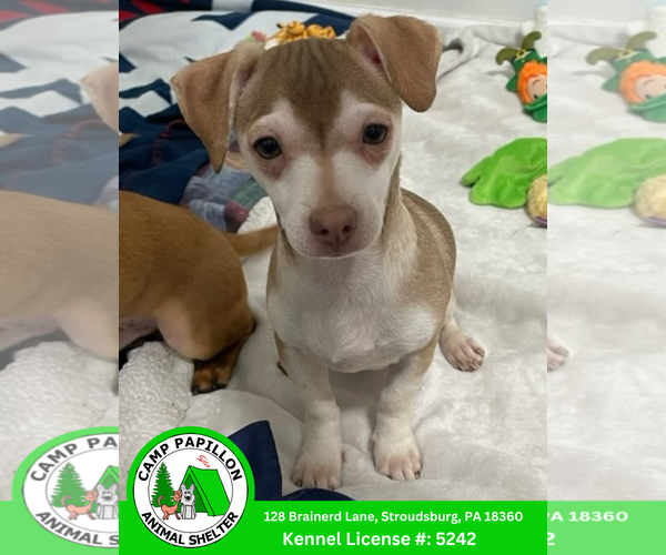 Medium Photo #1 Chihuahua-Unknown Mix Puppy For Sale in Stroudsburg, PA, USA