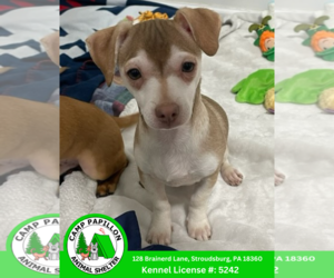 Chihuahua-Unknown Mix Dogs for adoption in Stroudsburg, PA, USA