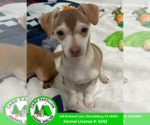 Small Chihuahua Mix