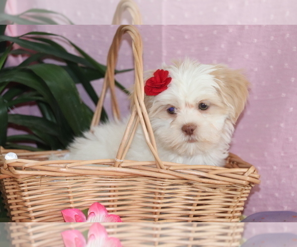 Medium Photo #3 Shih Tzu Puppy For Sale in SHILOH, OH, USA