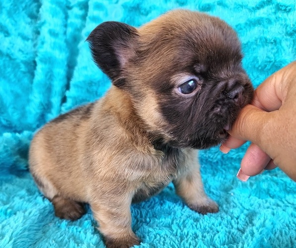 Medium Photo #8 French Bulldog Puppy For Sale in LAS VEGAS, NV, USA