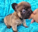 Small Photo #8 French Bulldog Puppy For Sale in LAS VEGAS, NV, USA