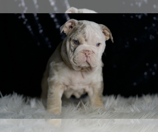 Medium Photo #5 English Bulldog Puppy For Sale in WARSAW, IN, USA