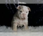 Small #4 English Bulldog