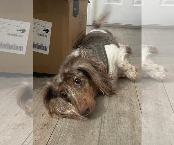 Medium Photo #6 Dachshund Puppy For Sale in Fruitland, SC, USA
