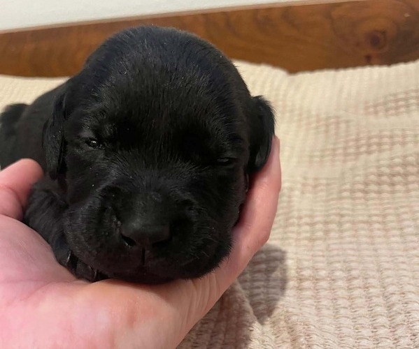 Medium Photo #9 Labrador Retriever Puppy For Sale in BARRON, WI, USA