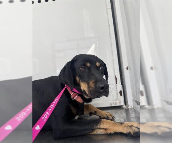 Medium Photo #1 Treeing Walker Coonhound-Unknown Mix Puppy For Sale in Stockton, CA, USA
