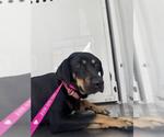 Small Treeing Walker Coonhound Mix