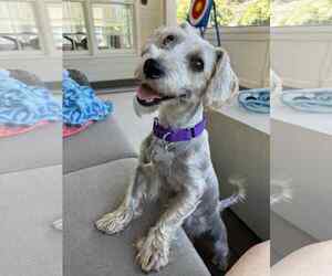 Dachshund-Unknown Mix Dogs for adoption in Holly Springs, NC, USA