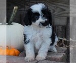 Small Photo #2 Aussiedoodle Miniature  Puppy For Sale in STRASBURG, PA, USA