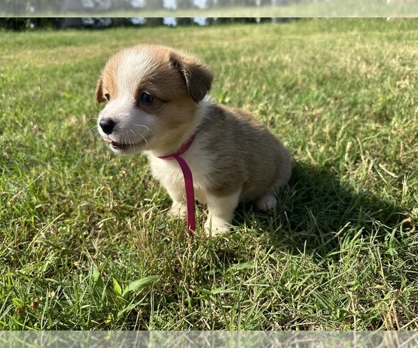 Medium Photo #6 Pembroke Welsh Corgi Puppy For Sale in LANE, OK, USA