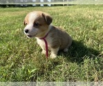 Puppy Pink collar Pembroke Welsh Corgi