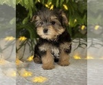 Small #8 Morkie