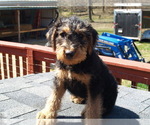 Small Photo #26 Airedale Terrier Puppy For Sale in CHARLESTOWN, IN, USA