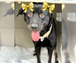 Small #3 Labrador Retriever Mix