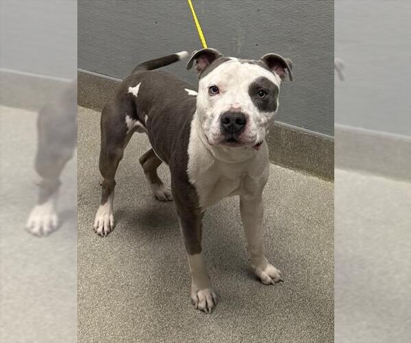 Medium Photo #1 Mutt Puppy For Sale in Las Vegas, NV, USA