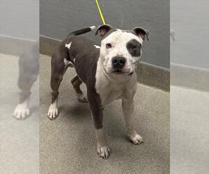 Mutt Dogs for adoption in Las Vegas, NV, USA