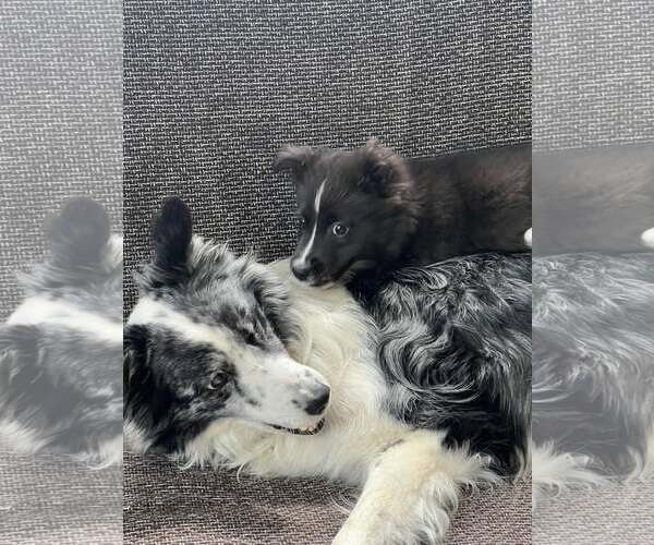 Medium Photo #12 Border Collie Puppy For Sale in Highland, IL, USA