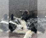 Small #11 Border Collie