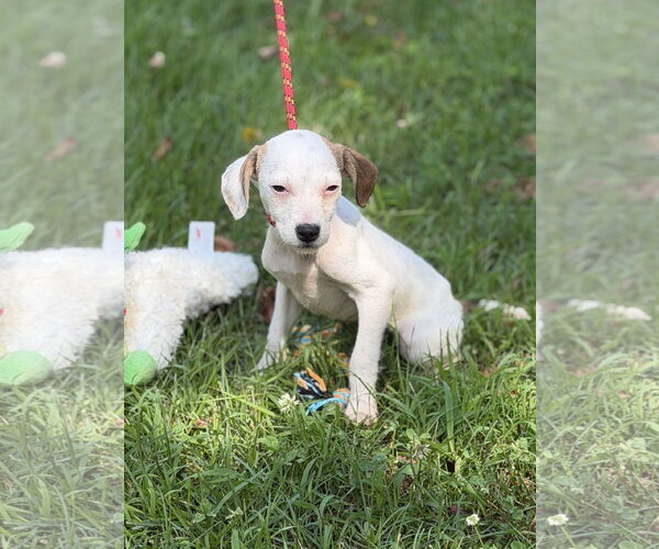Medium Photo #3 Mutt Puppy For Sale in Yardley, PA, USA