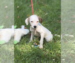Small #2 Mutt
