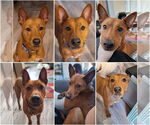Small #9 American Pit Bull Terrier-Siberian Husky Mix