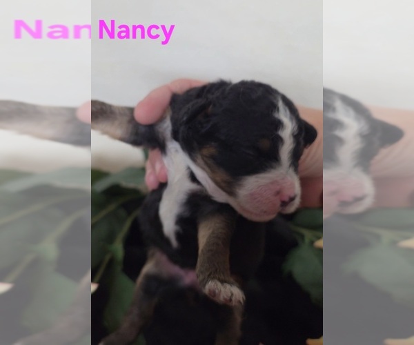 Medium Photo #8 Australian Shepherd-Poodle (Toy) Mix Puppy For Sale in AZLE, TX, USA