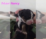 Small #7 Australian Shepherd-Poodle (Toy) Mix