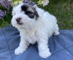 Small #1 Coton de Tulear