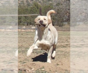 Mother of the Labrador Retriever puppies born on 04/04/2023