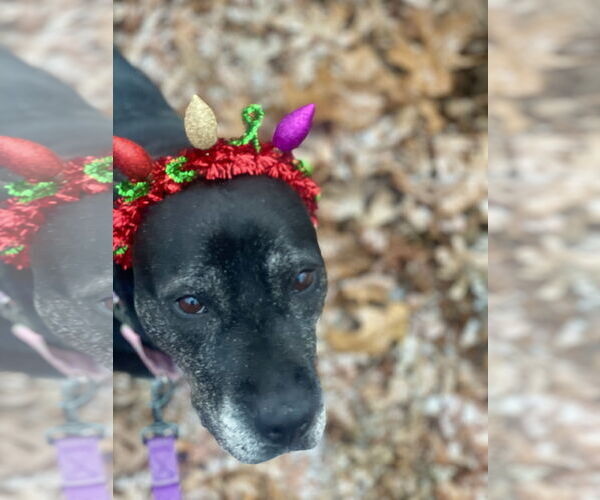 Medium Photo #1 Boxer-Unknown Mix Puppy For Sale in Mount Laurel, NJ, USA