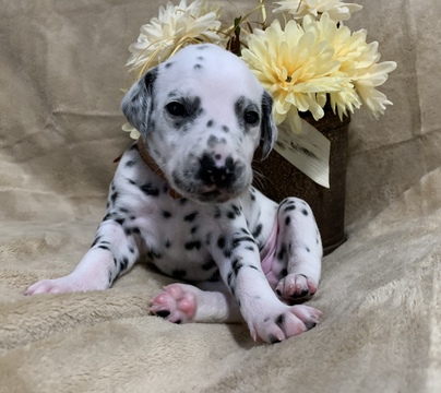 Medium Photo #11 Dalmatian Puppy For Sale in CAMBRIA, VA, USA